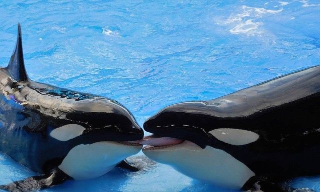 Paus Orca: Sang Penguasa Samudra