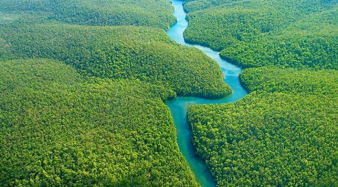 Dampak Penebangan Hutan terhadap Paru-paru Dunia dan Lingkungan Global